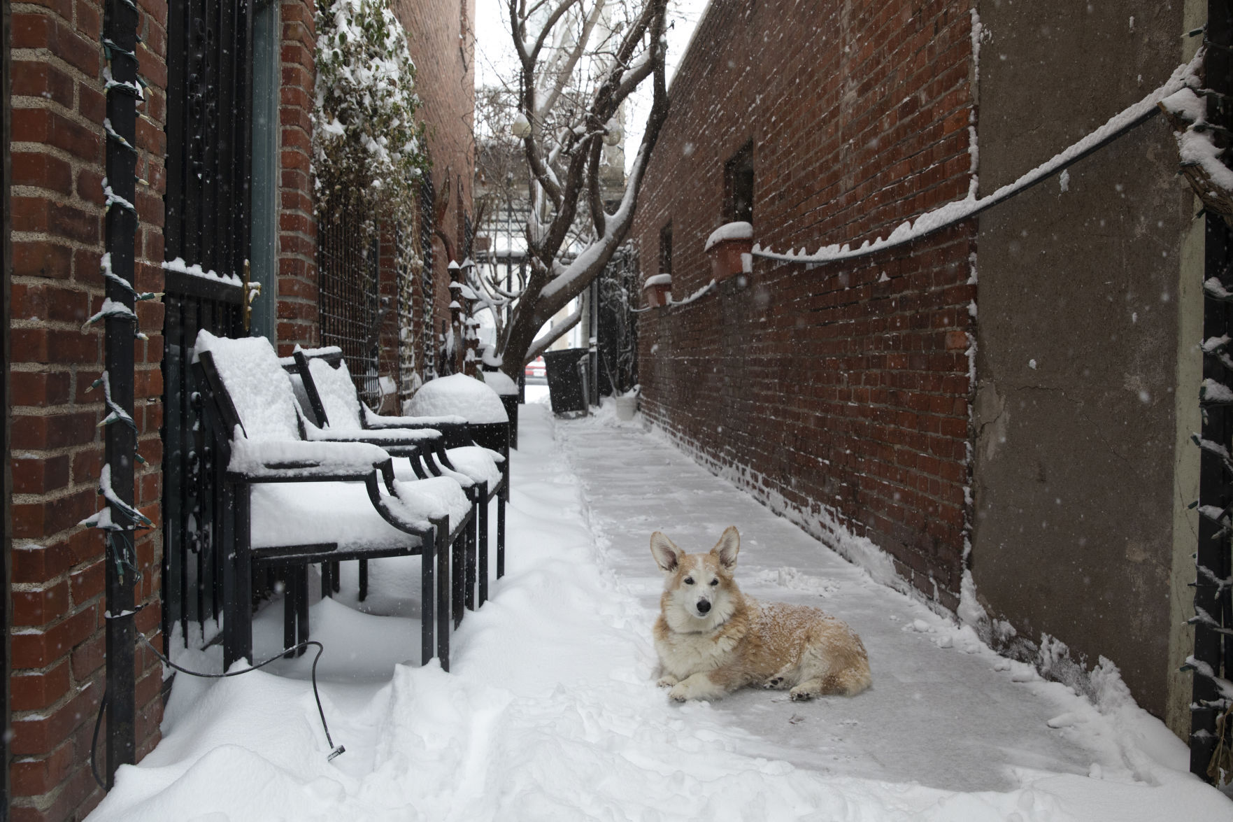 Winter Storm 1.25